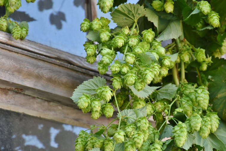 Know Why Hop Shoots Is the Costliest Vegetable in the World Costing Up ...