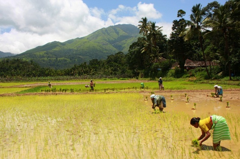 Know Why This Rice Festival of Wayanad Is Significant for the People of ...